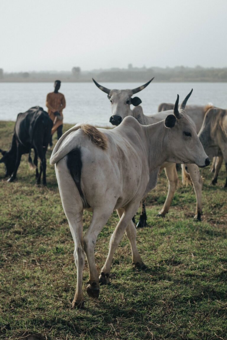 Cattle grazing beside a river in rural Africa
