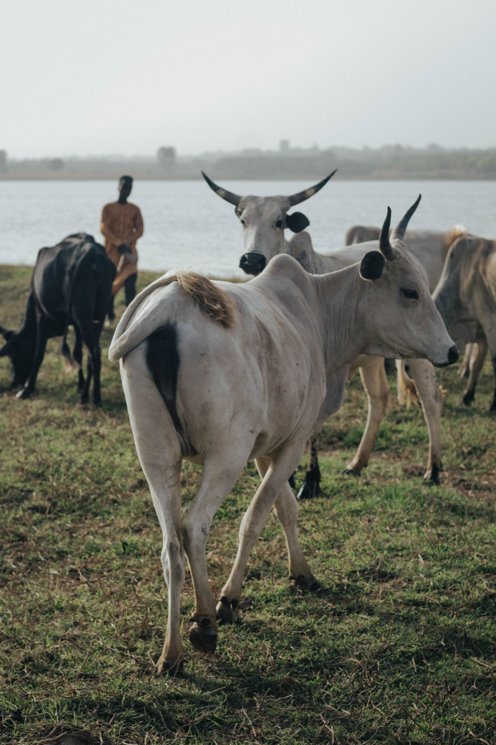 Cattle grazing beside a river in rural Africa